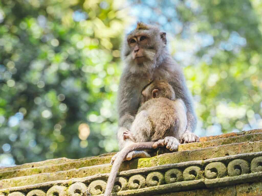 Bezpečnostní rizika na Bali