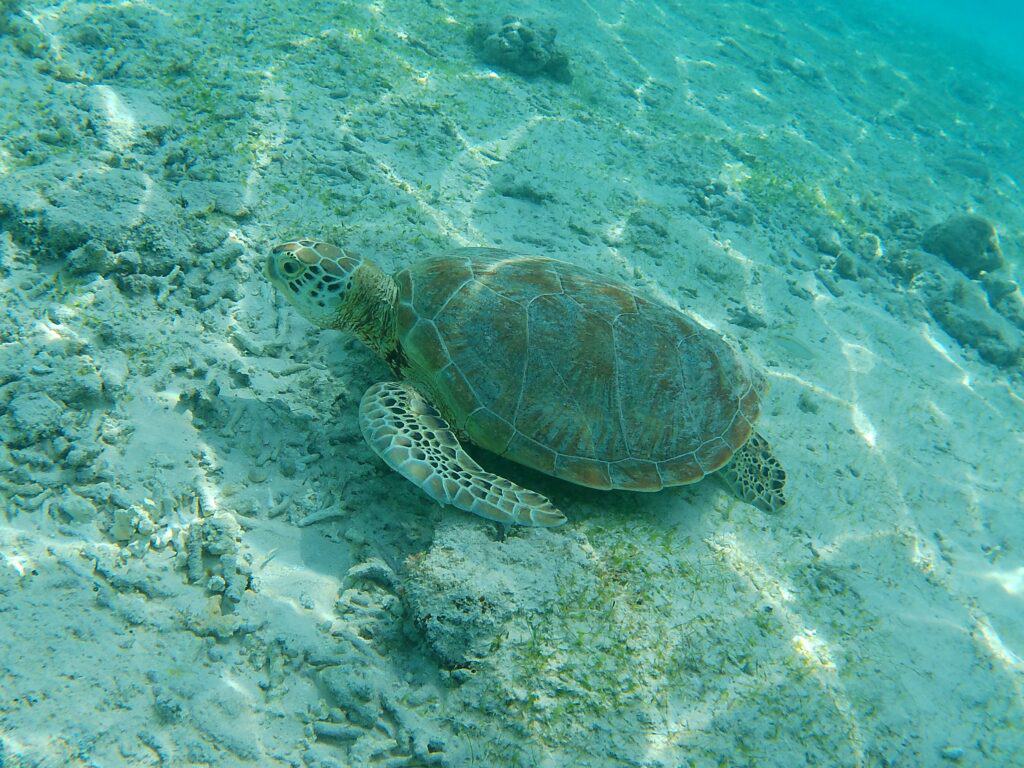 Co dělat na Gili Trawangan