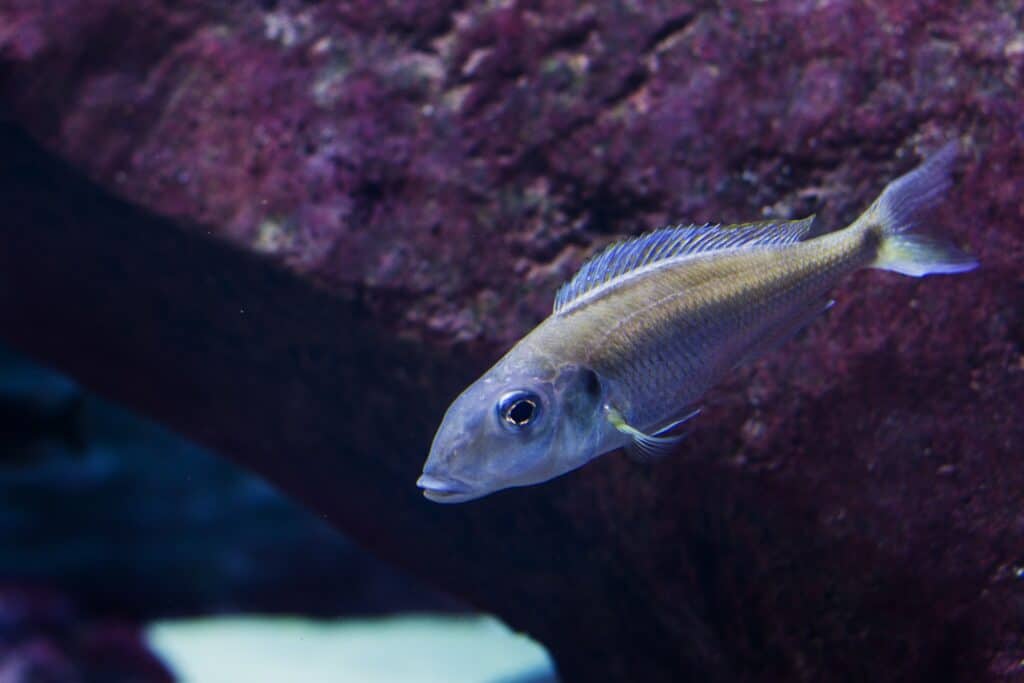 Wroclaw akvarium