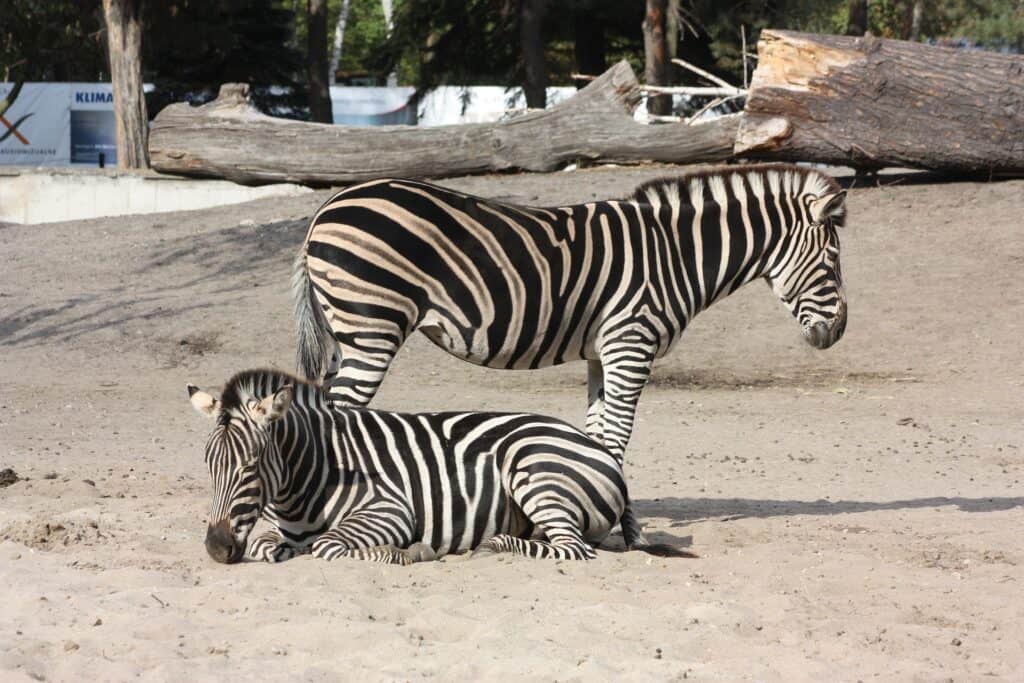 Zoo Wroclaw