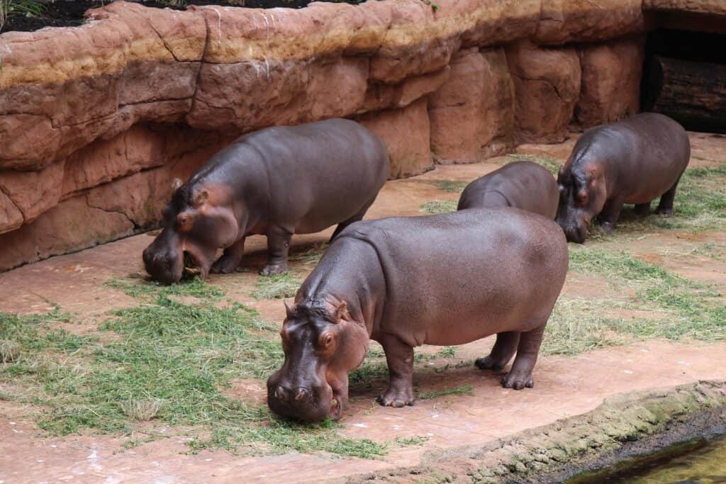 Zoo Wroclaw