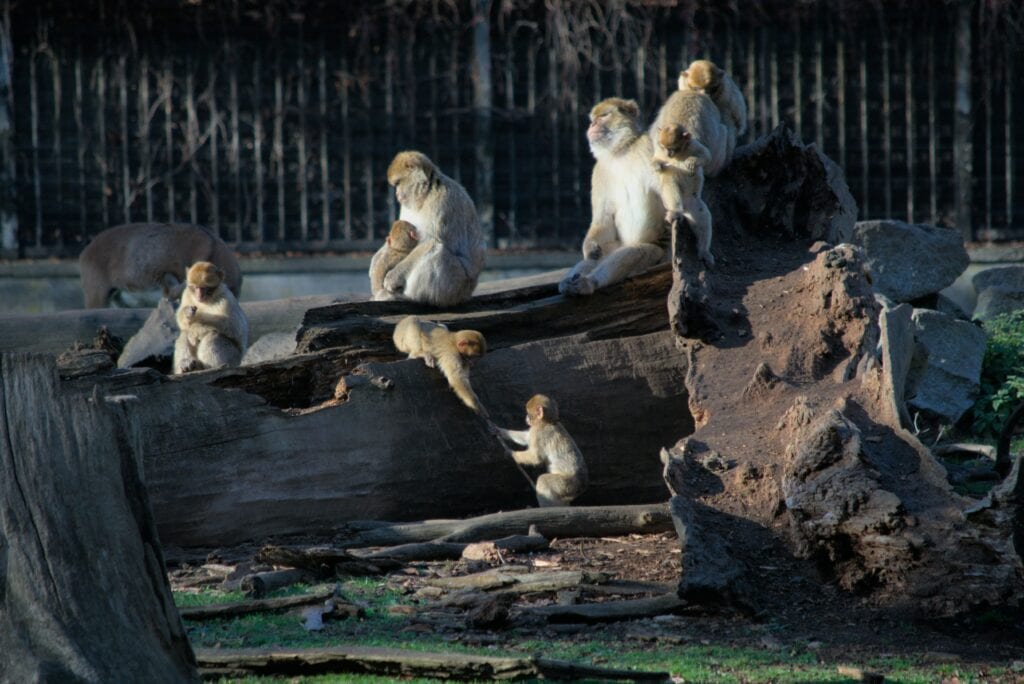 Zoo Wroclaw vstupné