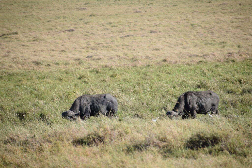 Masai Mara