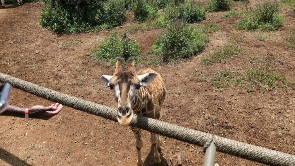 Giraffe Center