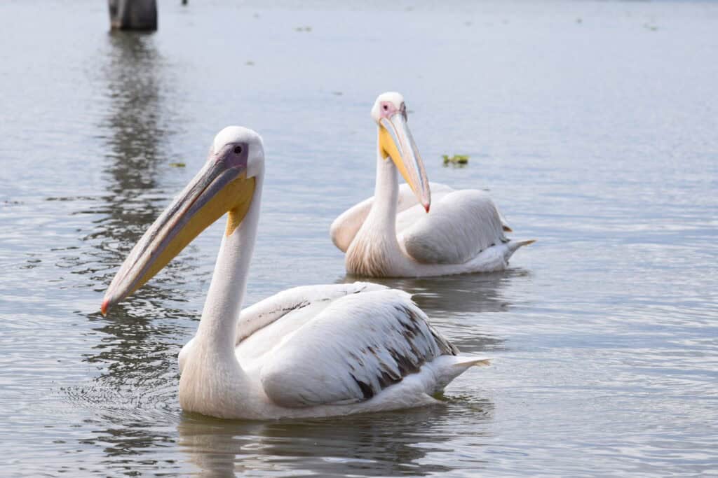 Jezero Naivasha