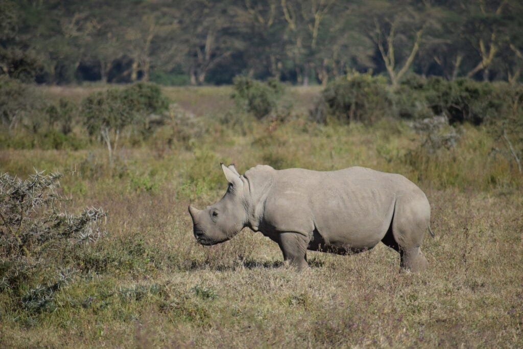 Lake Nakuru