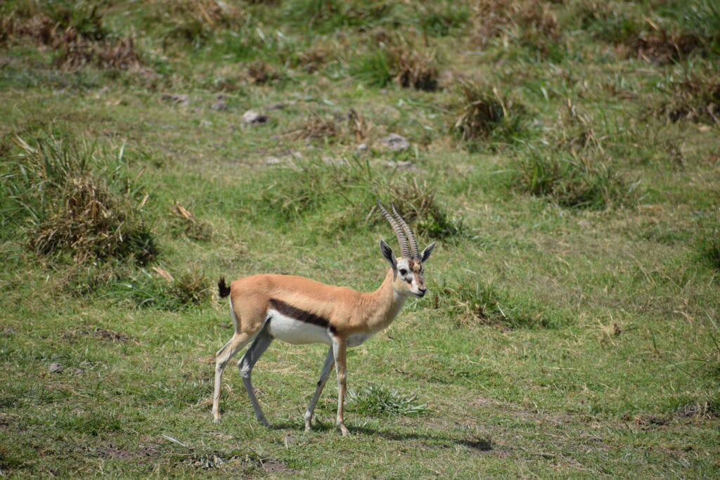 Můj seznam věcí na safari