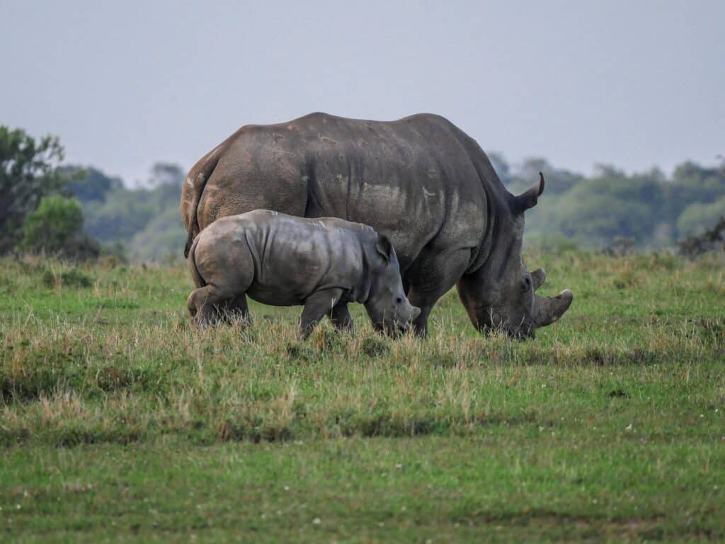 Rezervace Ol Pejeta
