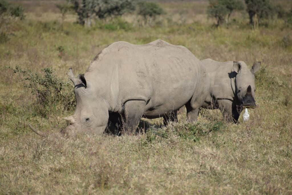 Safari Afrika