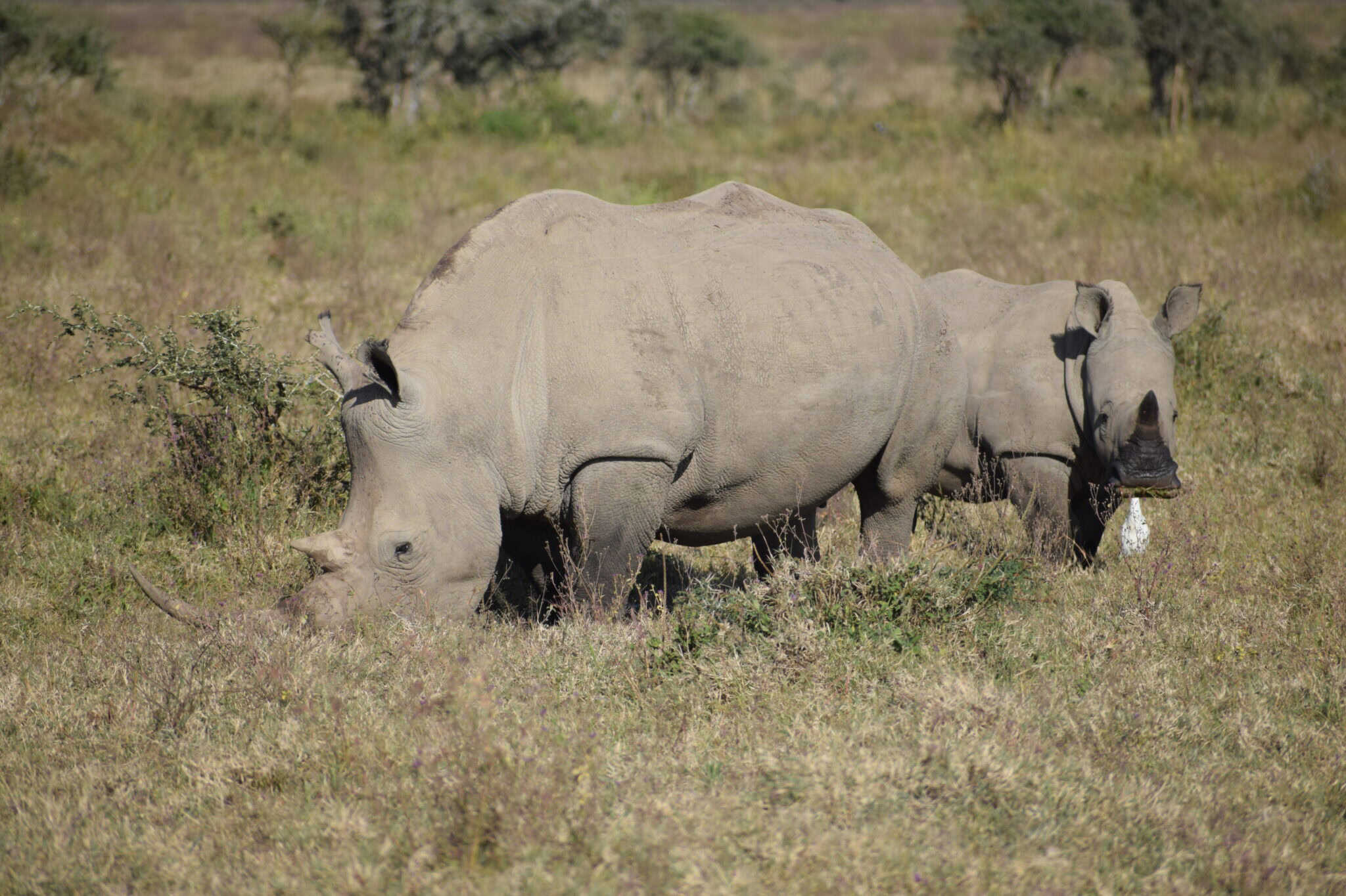 Safari Afrika