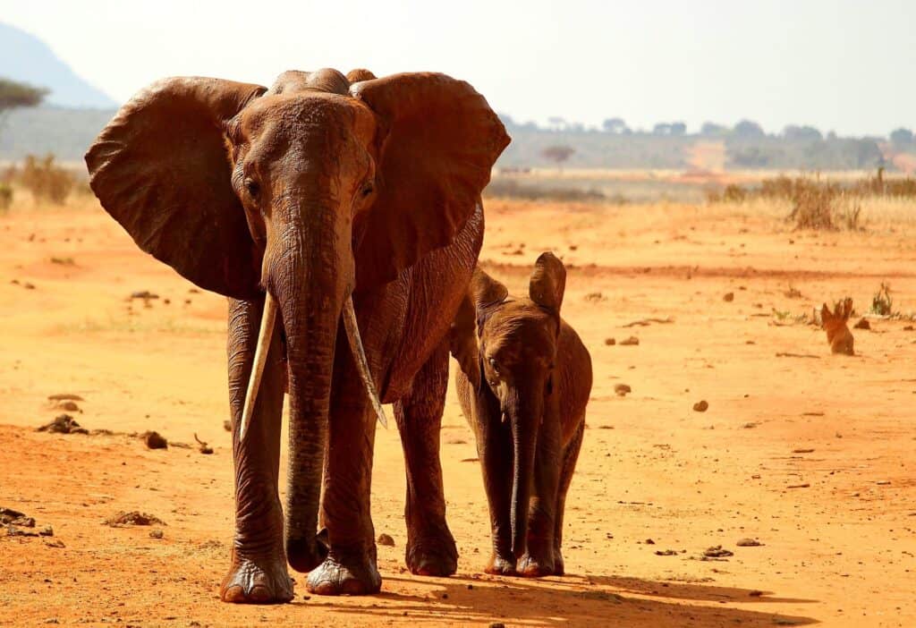 Národní park Tsavo