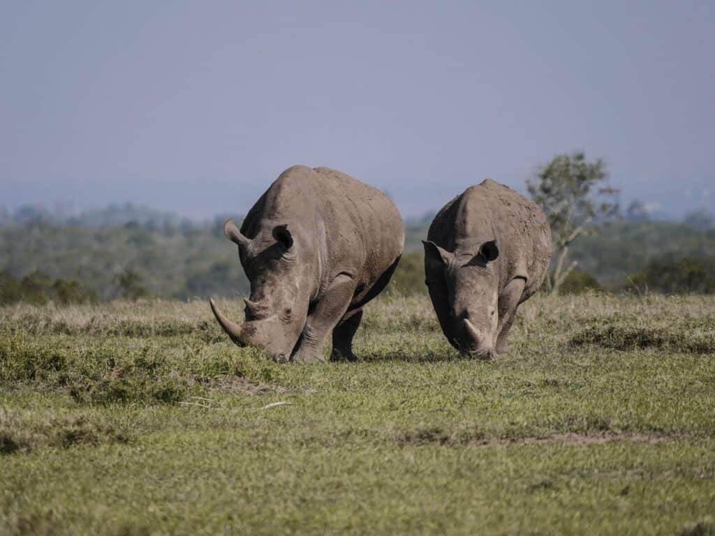 Ol Pejeta