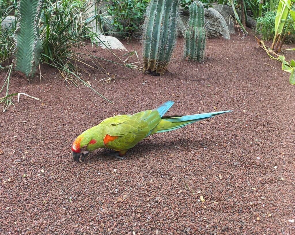 Loro Parque